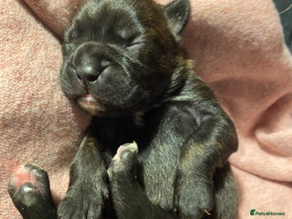 Mixed Breed dogs 🤩 mum kc boxer dad mini boxer 5 pups rare 🤩 - Advert 14