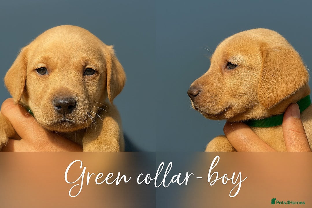 Labrador Retriever dogs for sale: Labrador pups - uniques Shades - Cream to Fox Red - Image 11