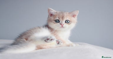 Scottish Fold cats - Advert 16