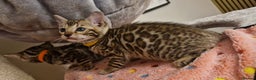 Bengal cats for sale: Beautiful kittens 🥰 - Advert 28