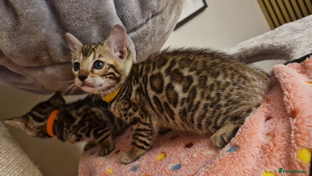 Bengal cats for sale: Beautiful kittens 🥰 - Advert 28