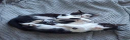 Mixed Breed cats for sale: Playful & Loving Kittens Ready Now  - Advert 7