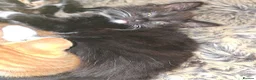 Mixed Breed cats for sale: Beautiful mixed kittens - Advert 10