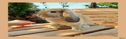 Mini Lop rabbits for sale: 🌻 Ready Now 🌻 Friendly Baby Mini Lop Buck 🌻 - Advert 5