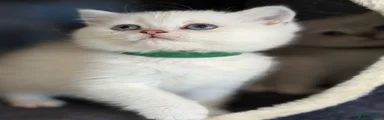 British Shorthair Kitten 4
