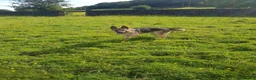 German Shepherd dogs for sale: READY TO GO!! 2 male german shepherds - Advert 16