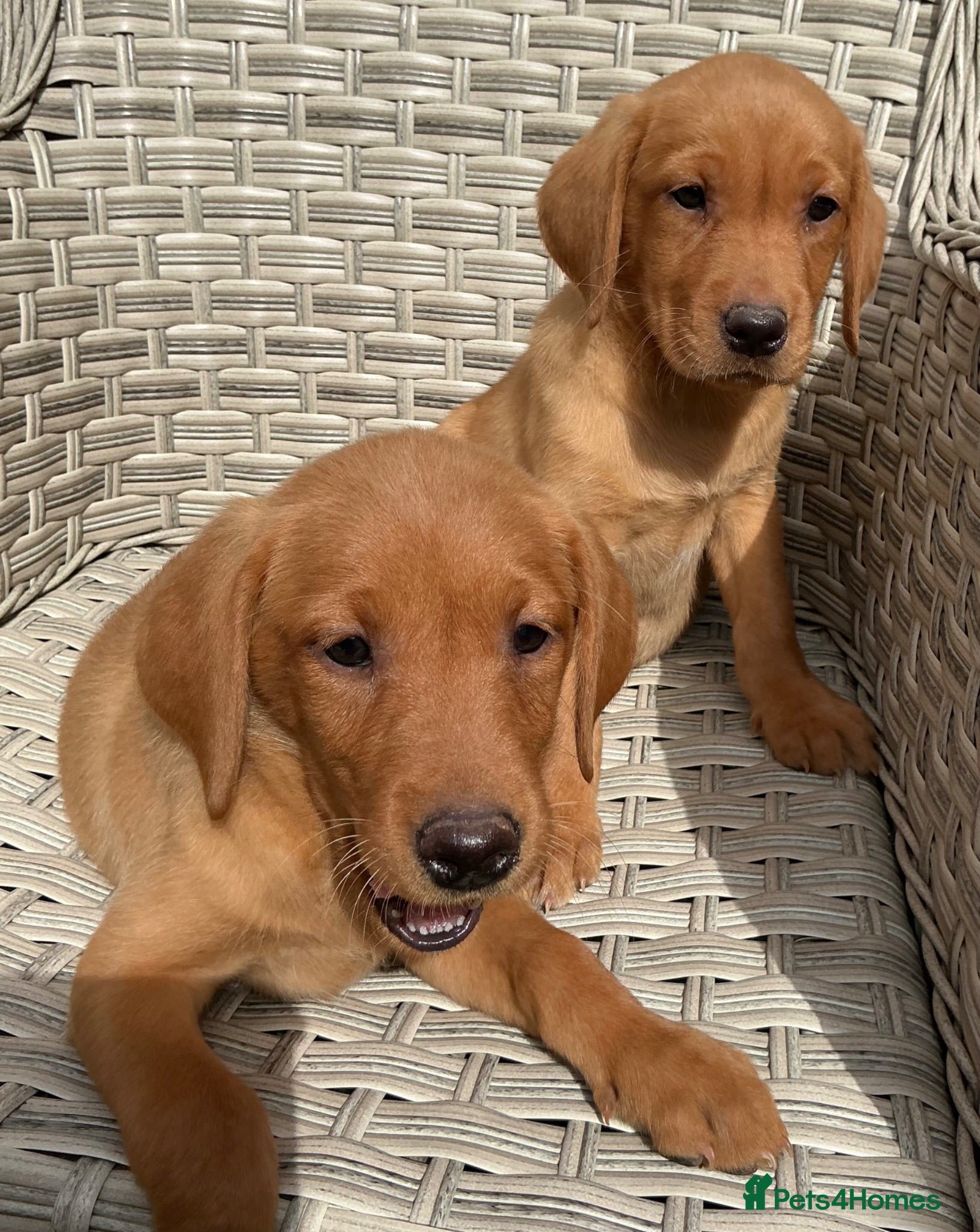 Labrador Retriever dogs Fox Red labrador - Advert 1