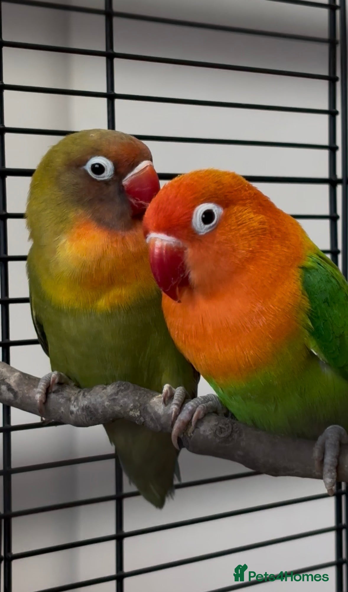 Lovebirds birds Lovebirds with Full Setup – £200 NEGOTIABLE - Advert 1