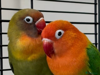 Lovebirds birds Lovebirds with Full Setup – £200 NEGOTIABLE - Advert 18