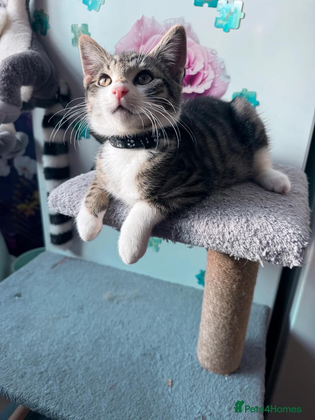 Mixed Breed cats for sale: 4 lovely kittens looking for loving & caring home in Luton - Advert 2