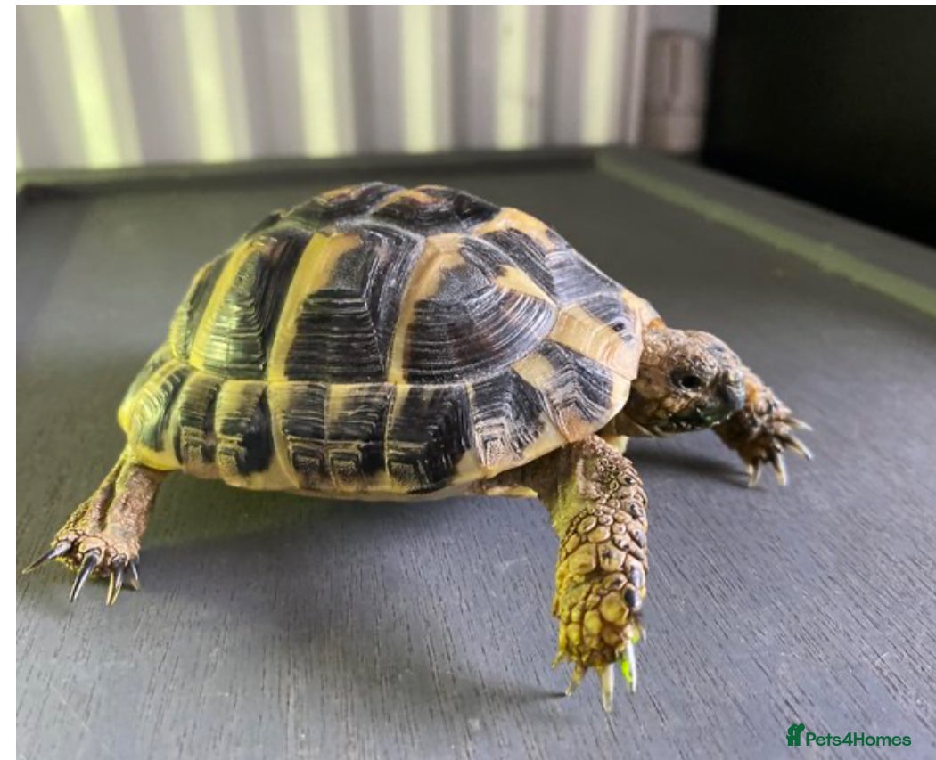 Tortoise reptiles 3yo Hermann’s tortoise with the whole set up - Advert 11