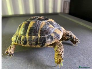 Tortoise reptiles 3yo Hermann’s tortoise with the whole set up - Advert 1