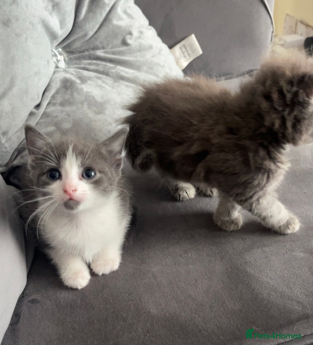 British Shorthair cats for sale: Beautiful British Shorthair Kittens  - Image 10