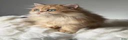 British Longhair cats for sale: British Shorthair or Longhair Godlen kittens  - Advert 19