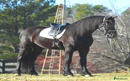 Friesian horses for sale: Cody Friesian Dressage Family Trails Gentle - Image 5