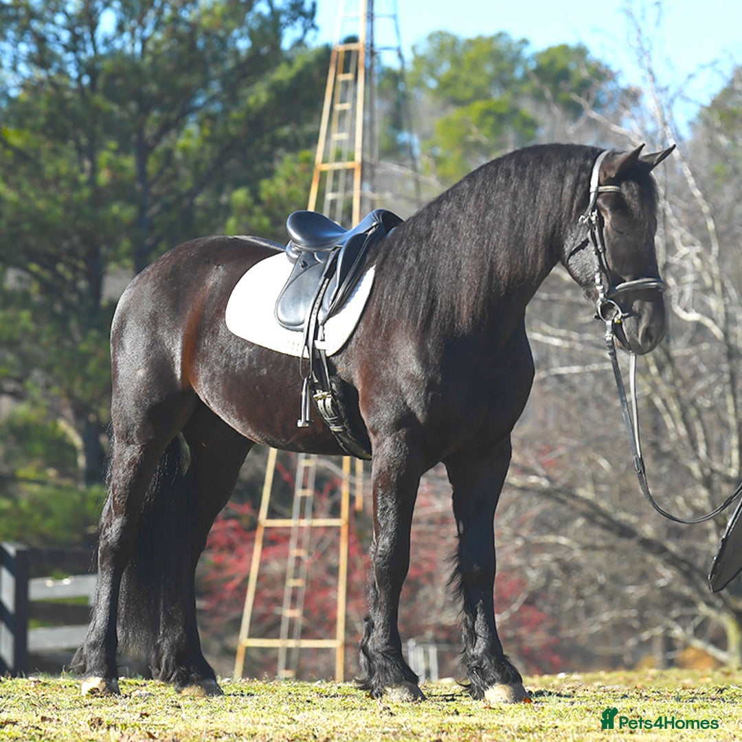 Friesian horses for sale: Cody Friesian Dressage Family Trails Gentle - Image 5