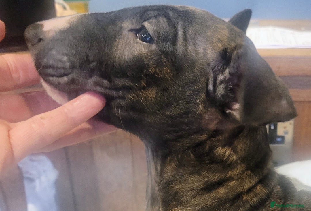 English Bull Terrier dogs for sale: ENGLISH BULL TERRIER,LITTER DUE 8TH OCTOBER  - Advert 30