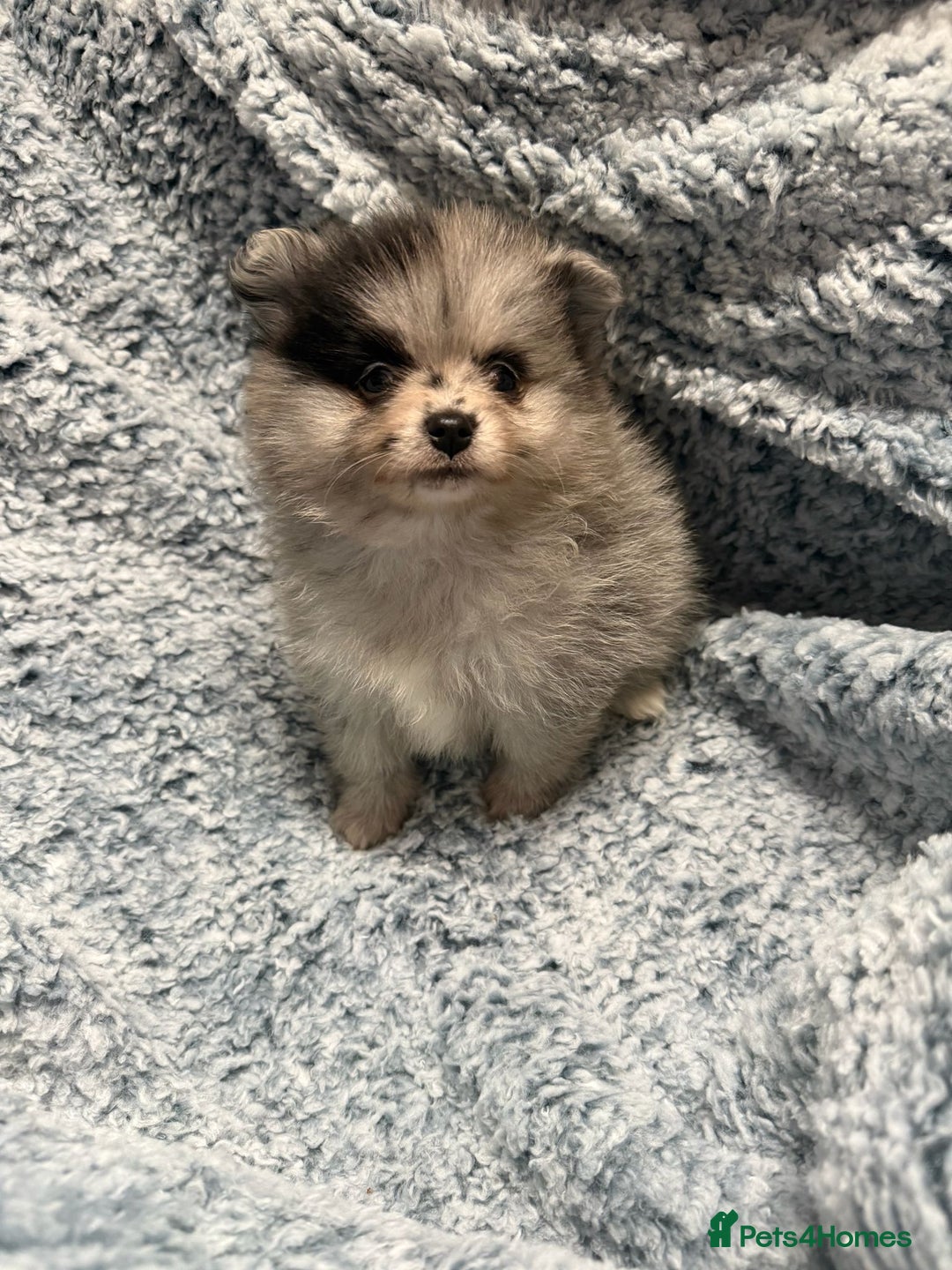 Pomeranian dogs for sale: Puppies Ready for new homes  - Advert 7