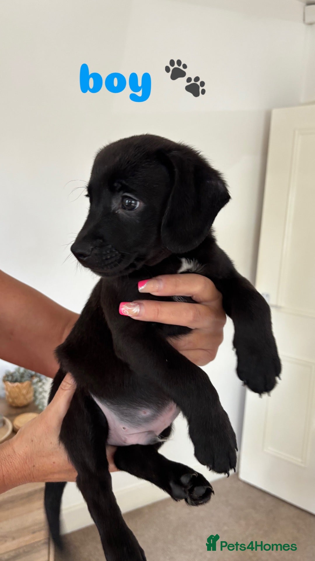 Mixed Breed dogs 🐾 Beautiful Cockapoo × Staffy Puppies 🐾 - Advert 13