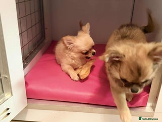 Chihuahua dogs Tiny stunning, long coat girl - Advert 4