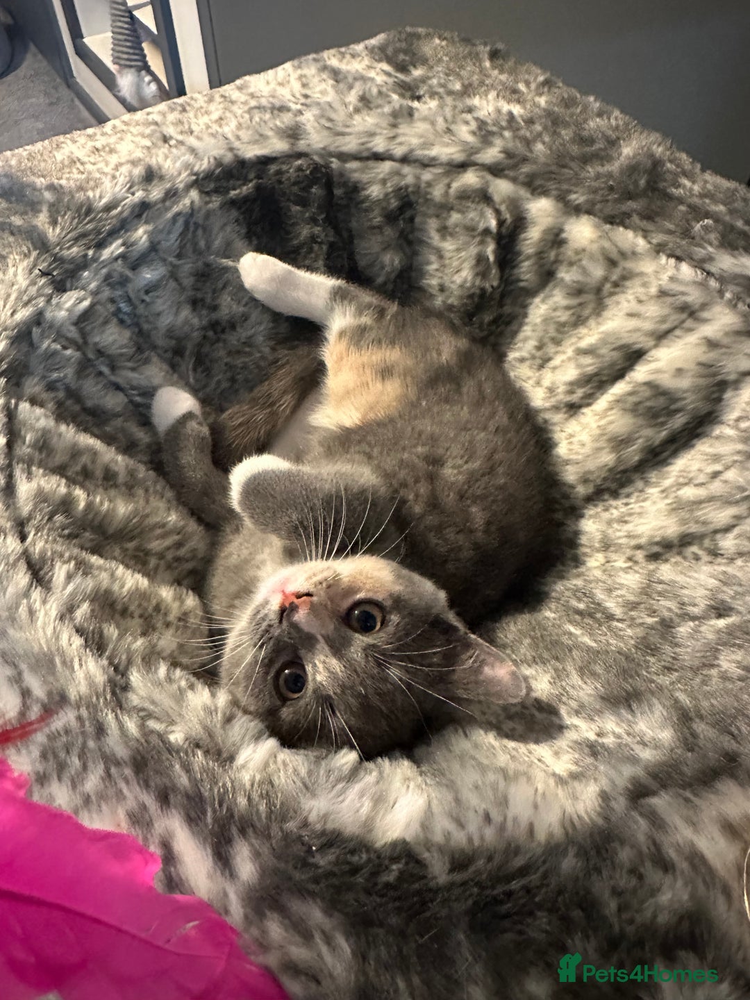 British Shorthair cats for sale: British shorthair kittens  - Advert 4