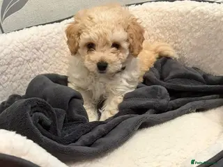 Poochon dogs F1b Cavapoos 🐶 fully health tested parents - Advert 1