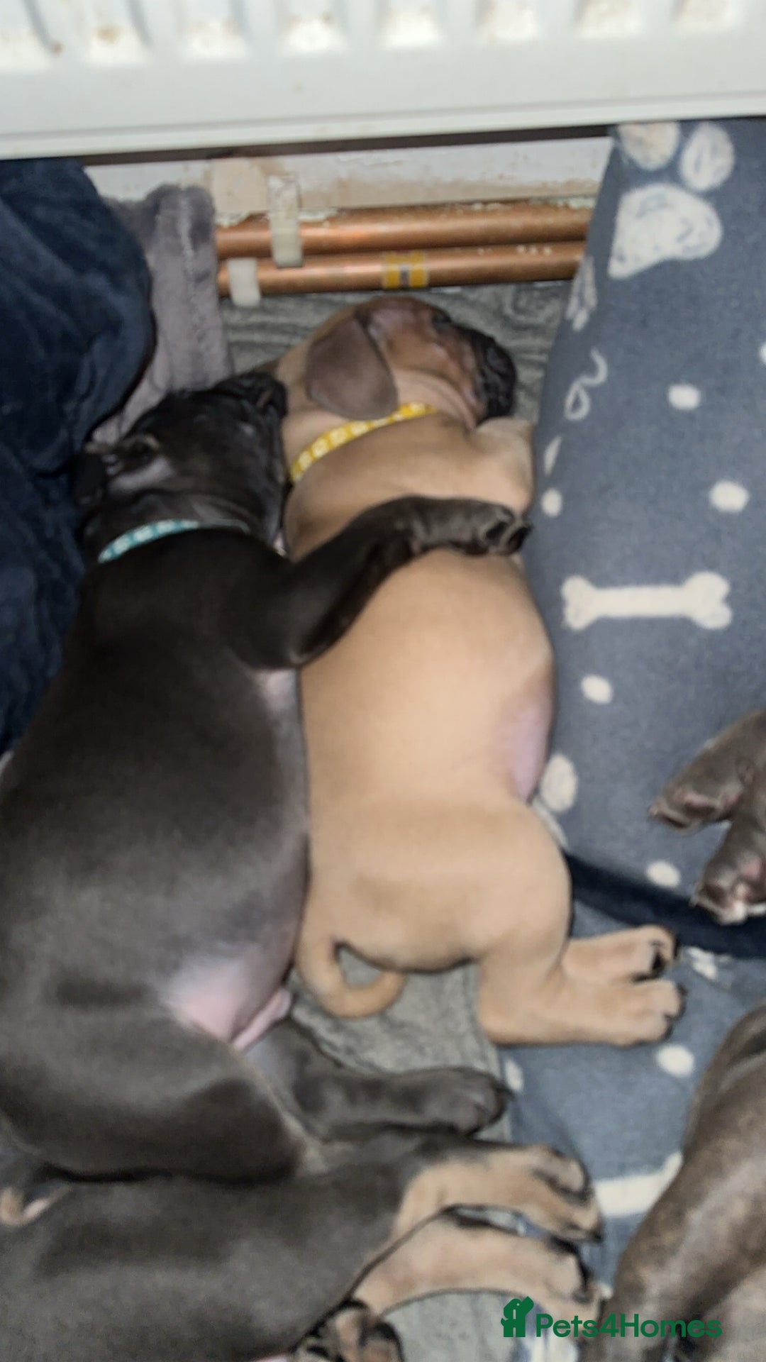 Mixed Breed dogs for sale: 5 girls 4 boys french x American pocket bully - Image 12