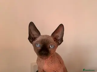 Sphynx cats ** s sphynx babies - Advert 1