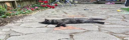 Mixed Breed cats for sale: Dutchess - Advert 4