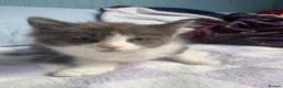 Ragdoll cats for sale: 2 ragdoll x bsh male kittens  - Advert 5