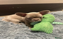 French Bulldog dogs for sale: Healthy and great looking litter. KC registered. - Image 6