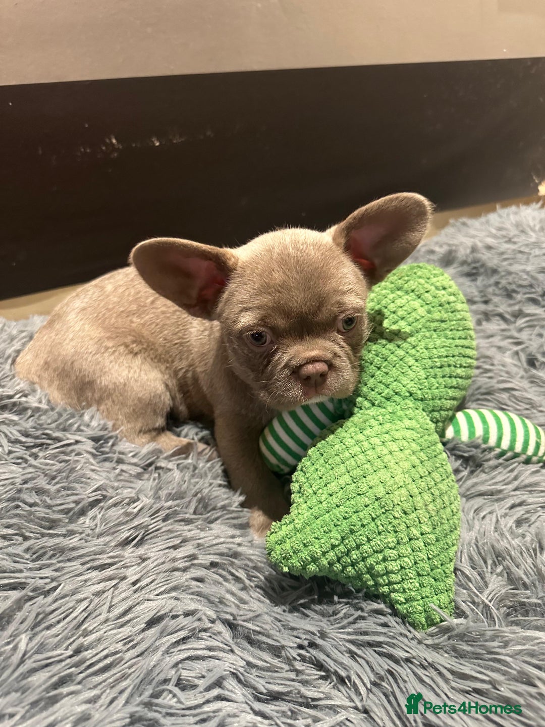 French Bulldog dogs for sale: Healthy and great looking litter. KC registered. - Image 6