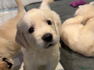 Golden Retriever dogs Champion line-KC Reg. Golden Retriever Puppies💖💙 - Advert 14