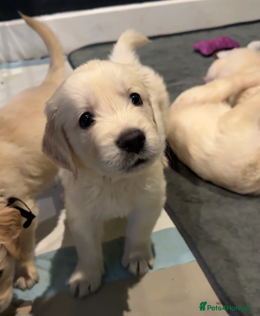 Golden Retriever dogs for sale: Champion line-KC Reg. Golden Retriever Puppies💖💙 - Advert 12