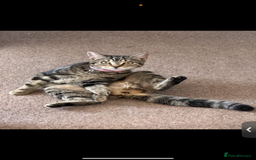 Domestic Shorthair cats for sale: Milo  - Image 2