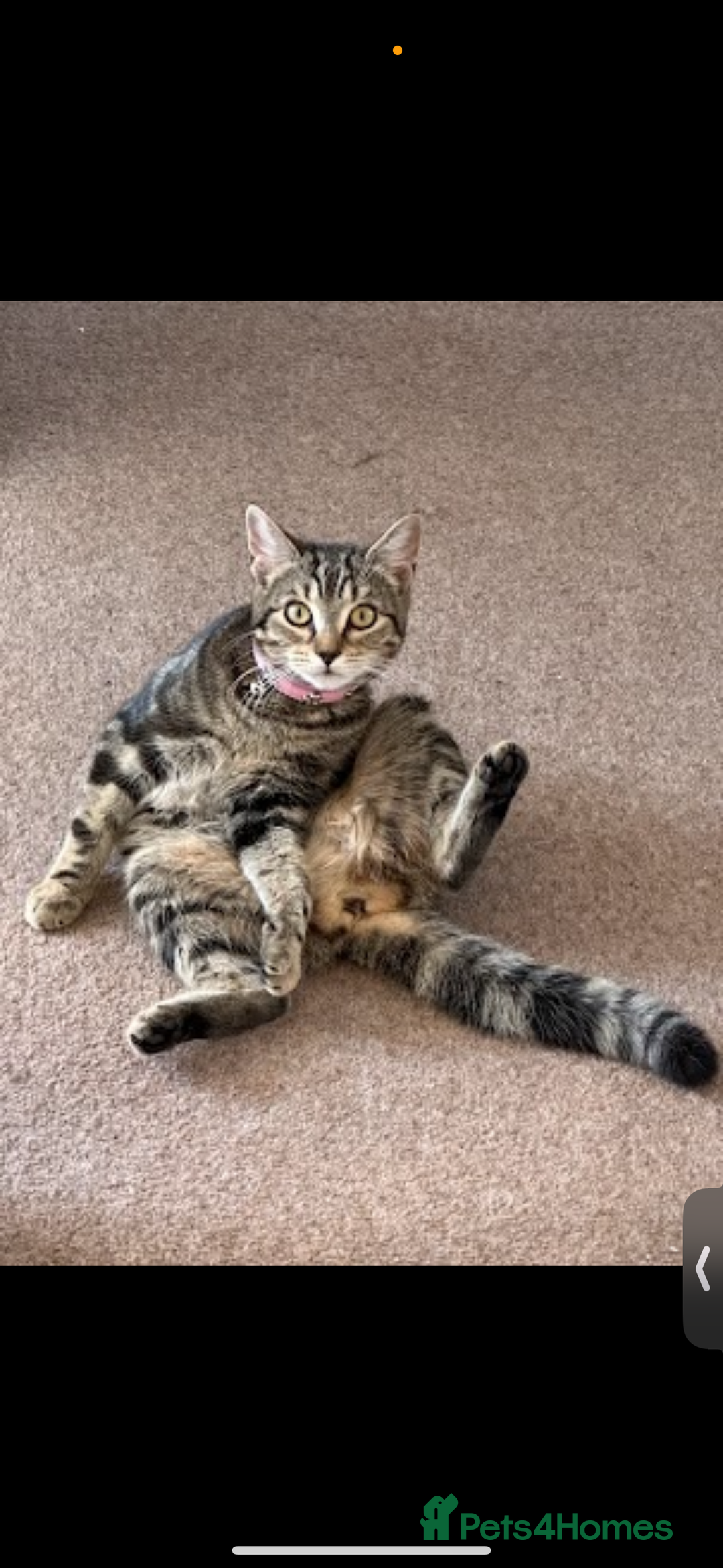 Domestic Shorthair cats for sale: Milo  - Image 2