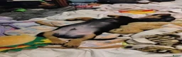 Dachshund dogs for sale: Stunning litter of dachshund puppies - Advert 8