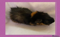 Guinea Pig rodents for sale: Female baby guinea pigs  - Image 6