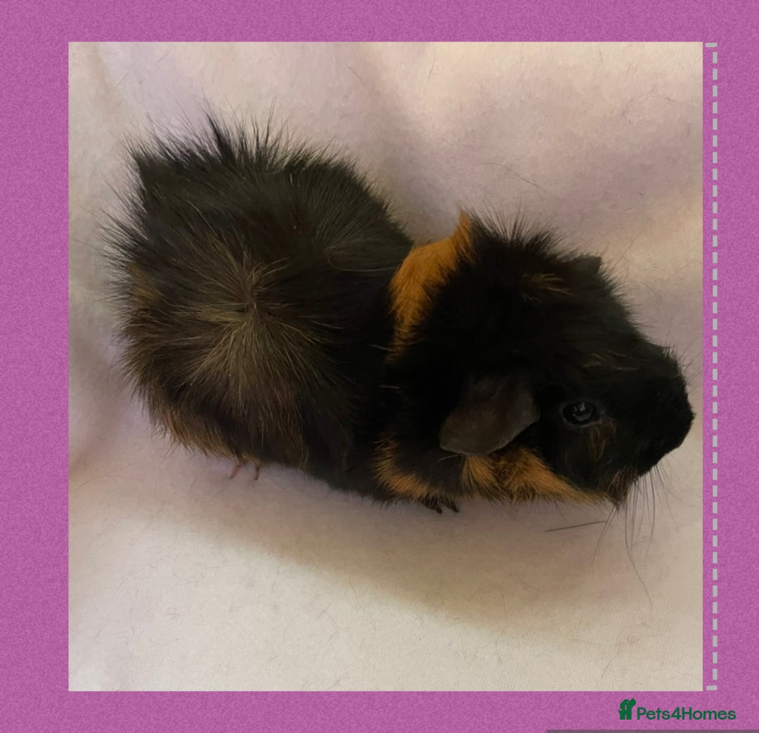 Guinea Pig rodents for sale: Female baby guinea pigs  - Image 6