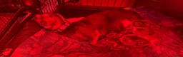 Miniature Dachshund dogs for sale: Blue and tan Mini dachshund pups ready !! 5 left!  in Newport - Advert 2