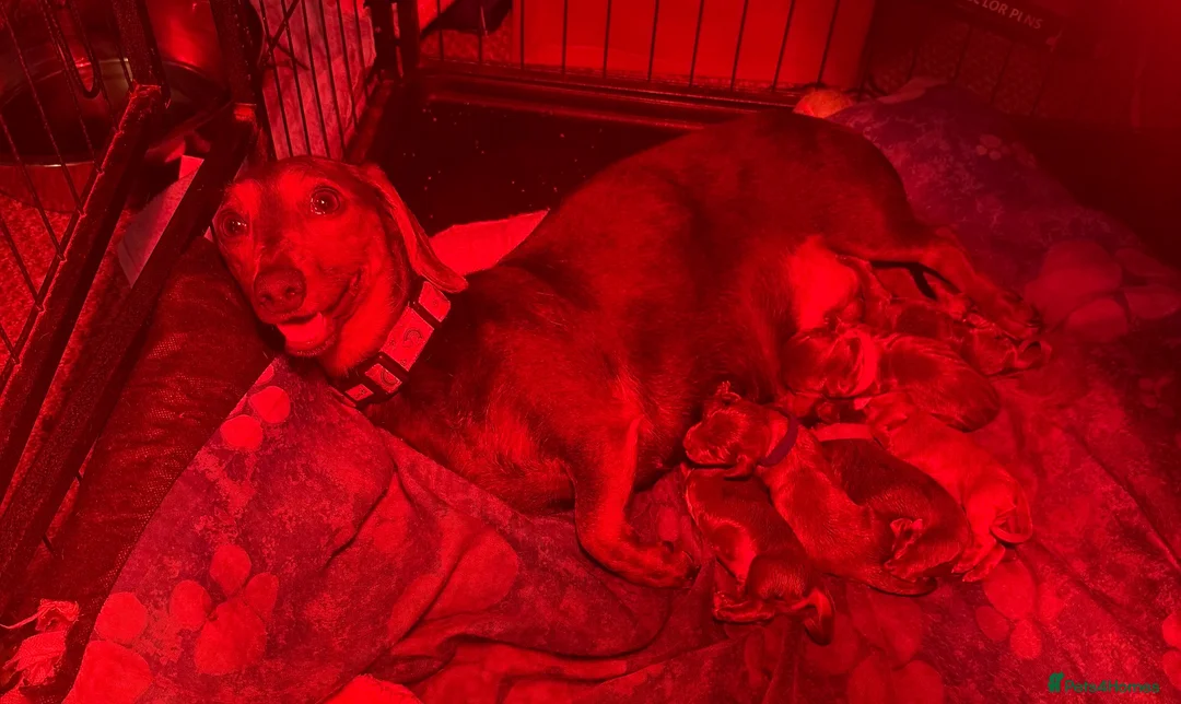 Miniature Dachshund dogs for sale: Blue and tan Mini dachshund pups ready !! 5 left!  in Newport - Advert 2