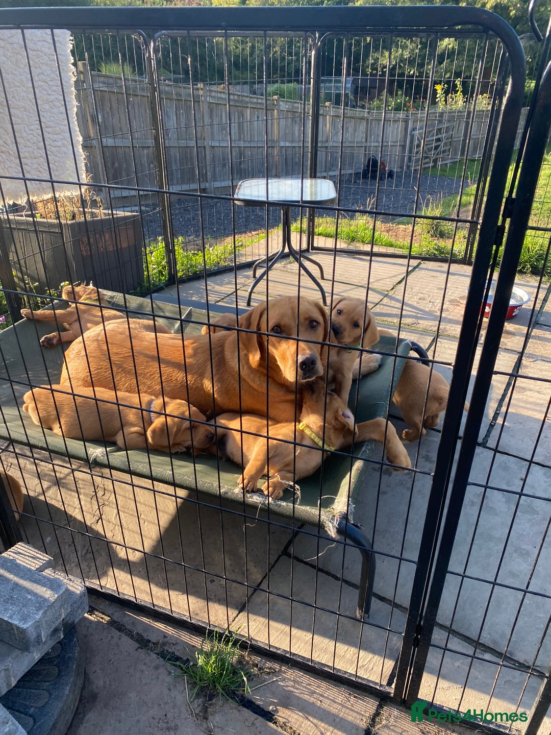 Labrador Retriever dogs for sale: Fox Red Labrador Puppies  - Image 22