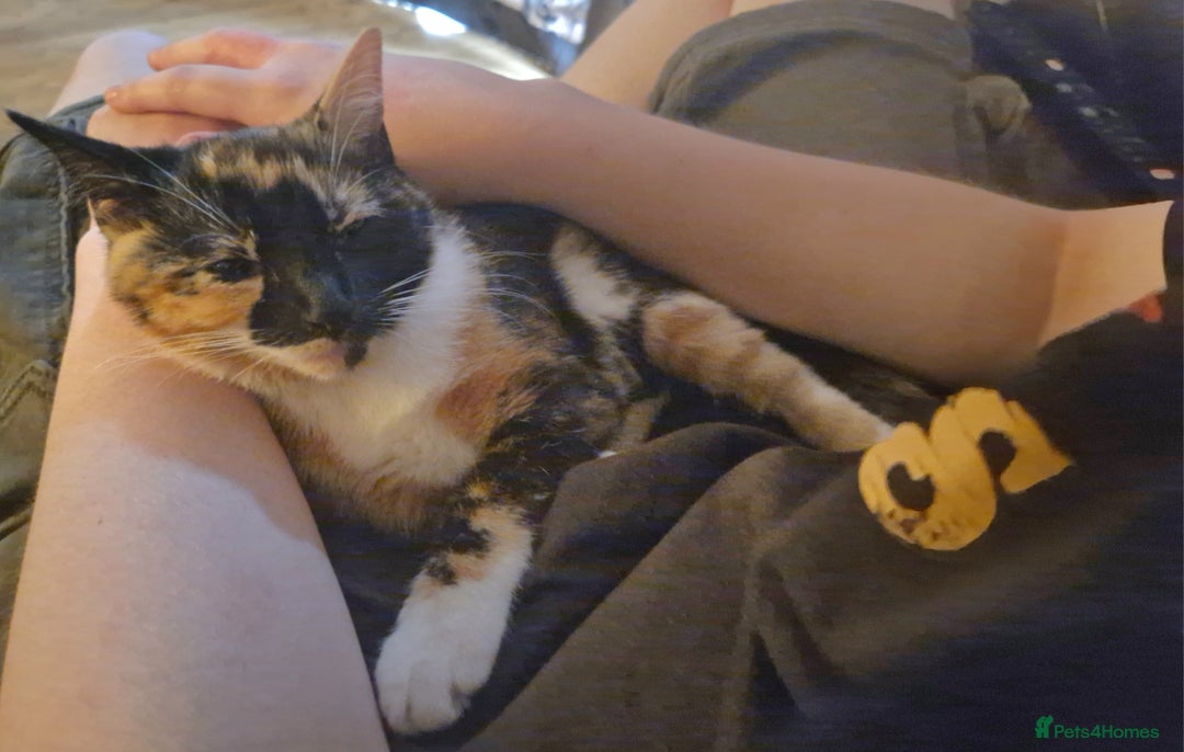 Mixed Breed cats for sale: Meet Sweet Little Missy (8 months, rehome) - Advert 3