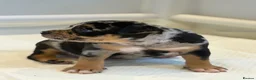 American Bully dogs for sale: Quality American Pocket Bully Pups - Advert 6