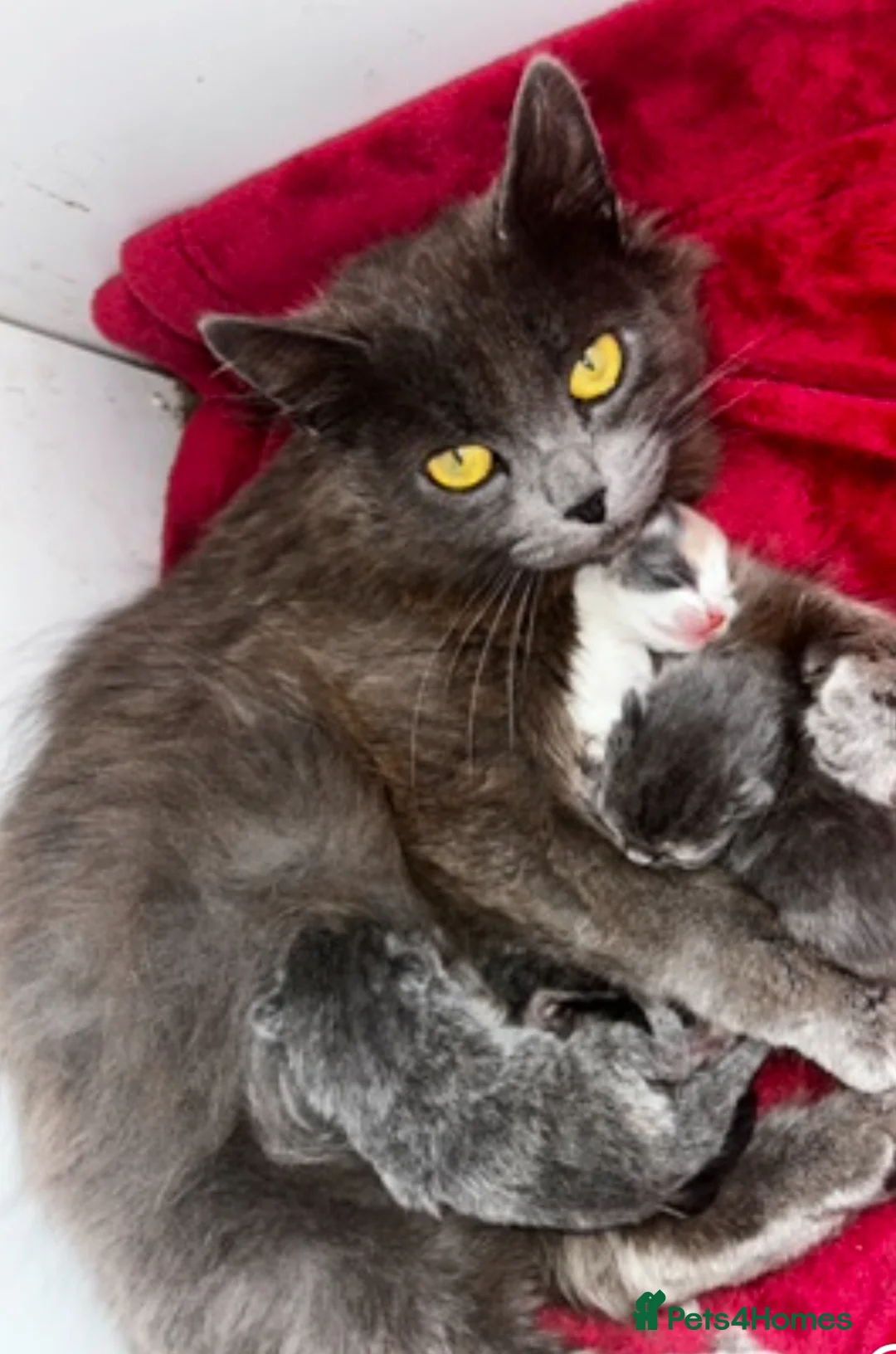 Mixed Breed cats for sale: 2 very loving kittens for sale  - Advert 5