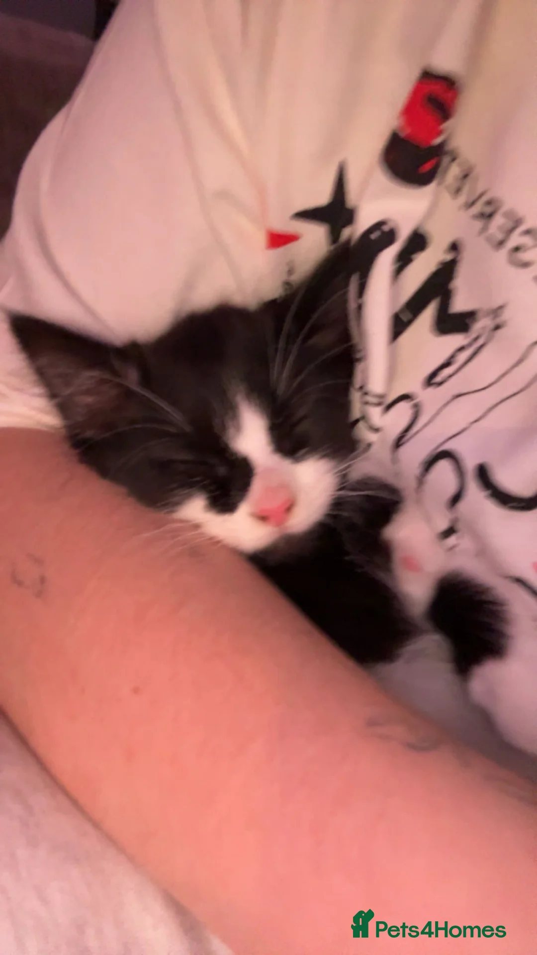 Mixed Breed cats for sale: kitten in Lancing - Advert 2