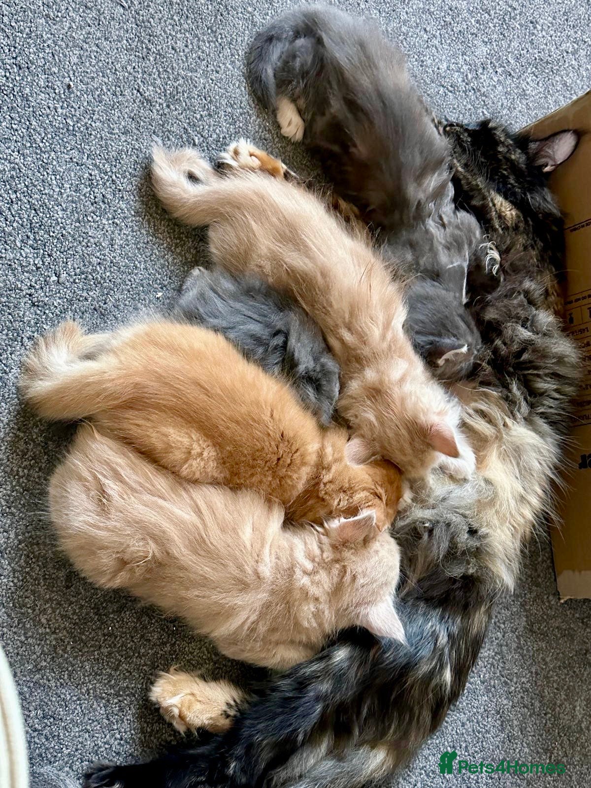 Maine Coon cats Purebred Maine Coons Looking For A Loving Home 😻 - Advert 2