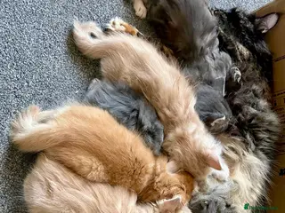 Maine Coon cats Purebred Maine Coons Looking For A Loving Home 😻 - Advert 1