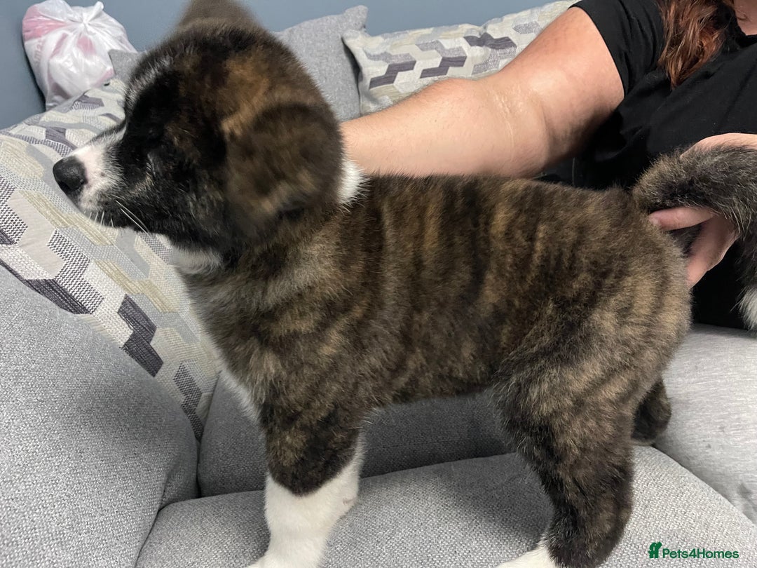 Japanese Akita Inu dogs for sale: Japonese Akita Inu - Advert 10