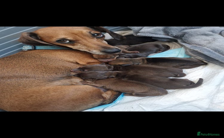 Dachshund dogs - Advert 1